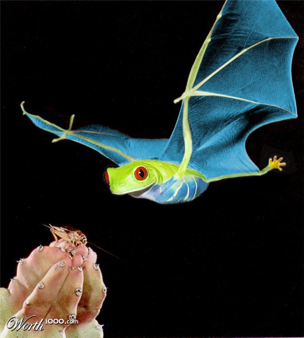 bat-frog-6.jpg