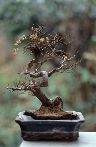 dead-bonsai-3.jpg