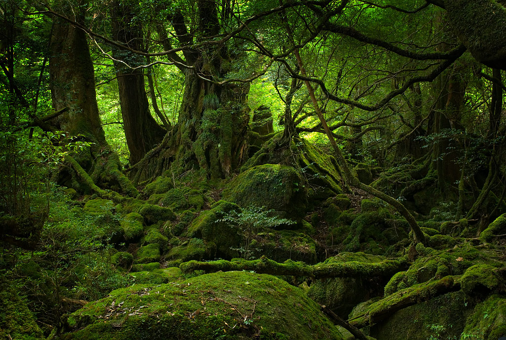 Awe-Inspiring Trees (4): Yakushima Forest, Japan ...